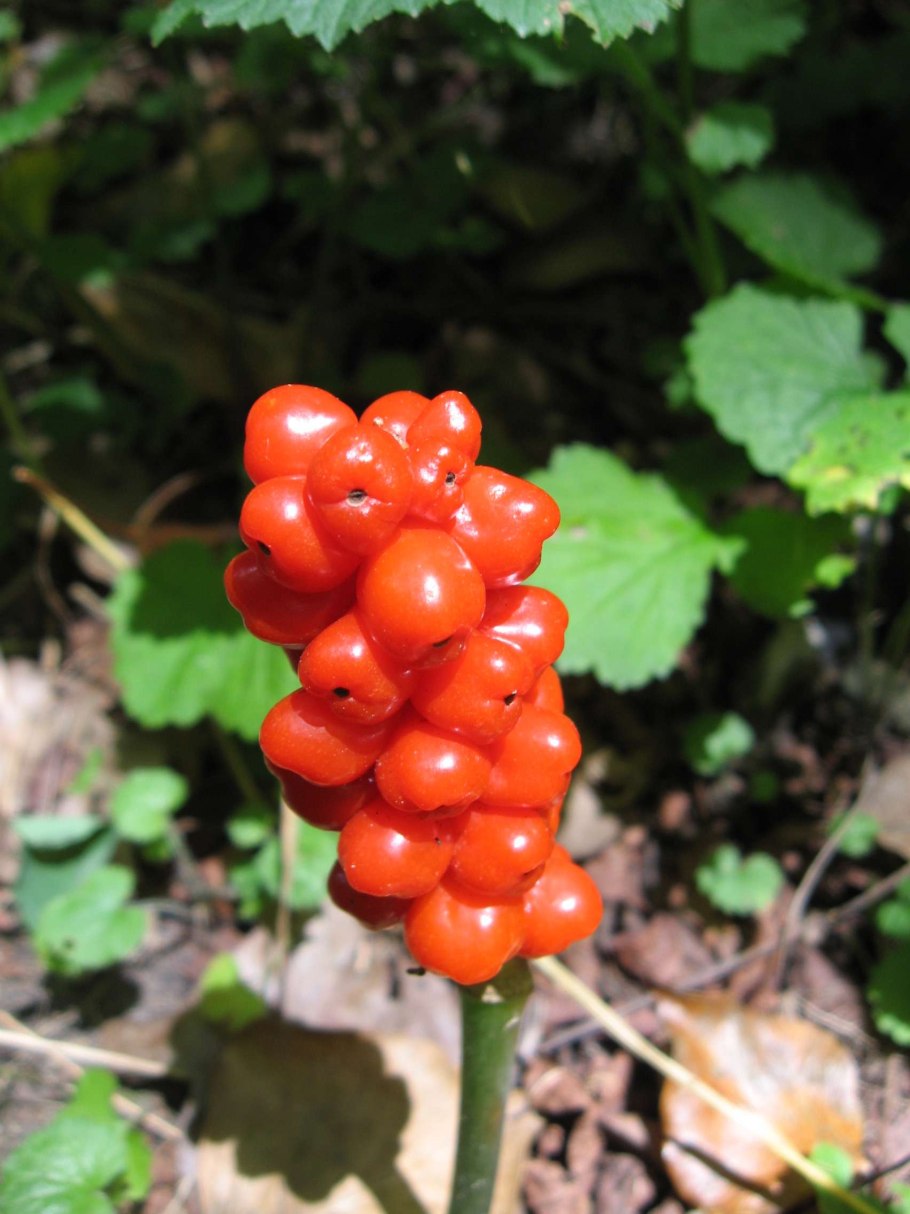 Аронник белокрылый