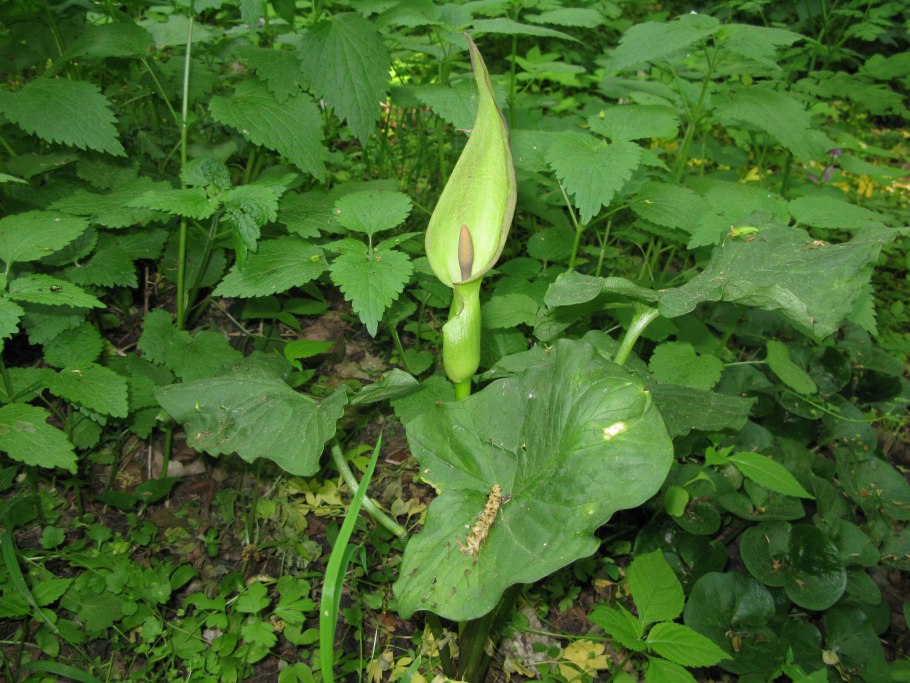 Аронник итальянский