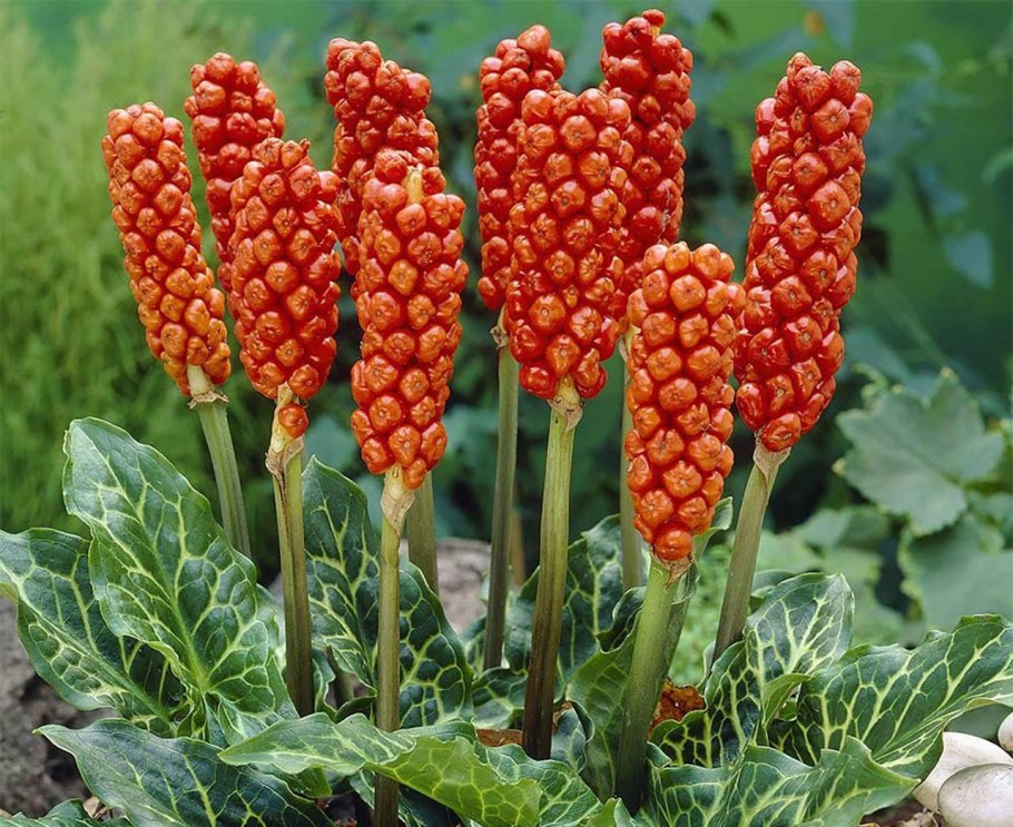 Arum italicum