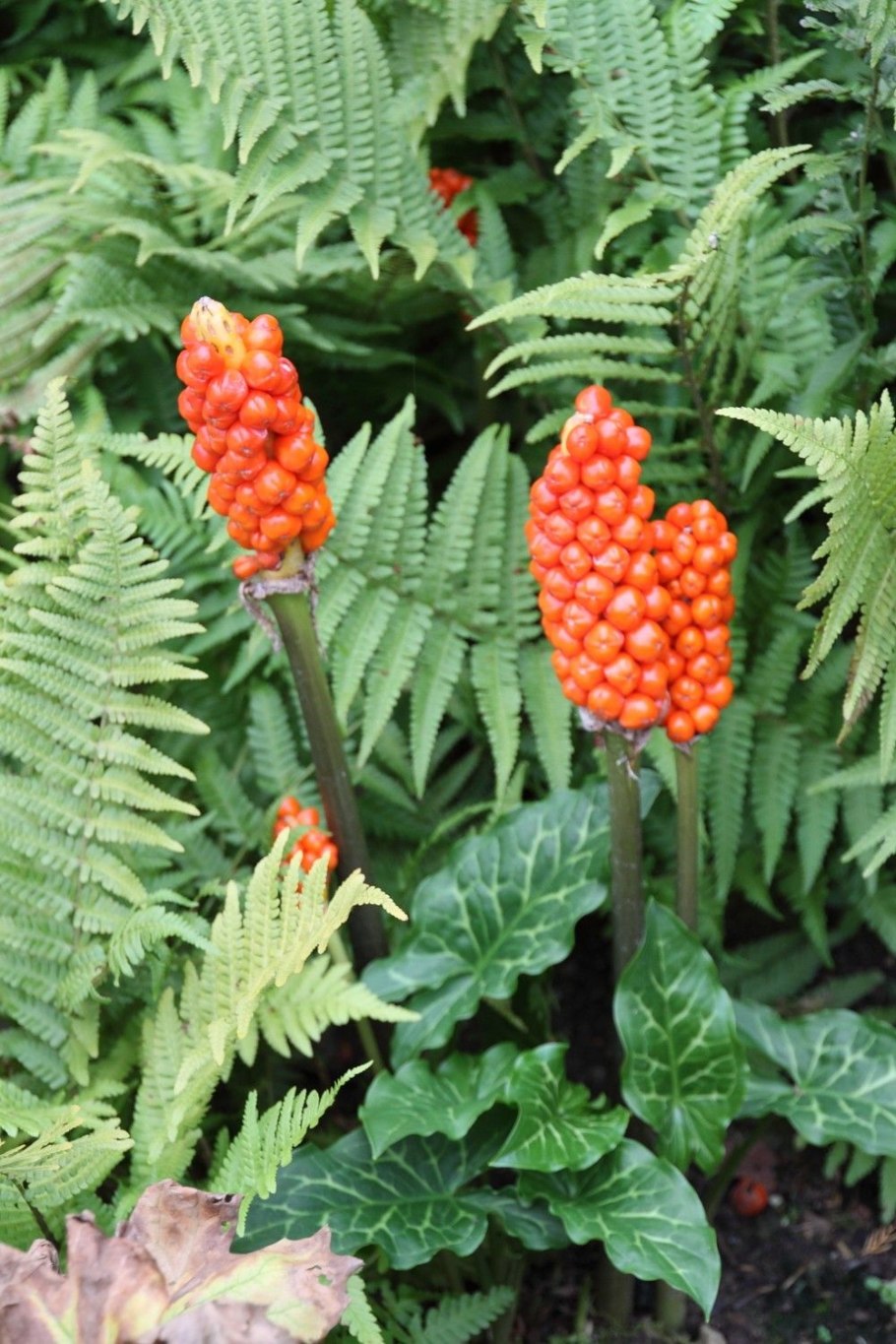 Аронник italicum