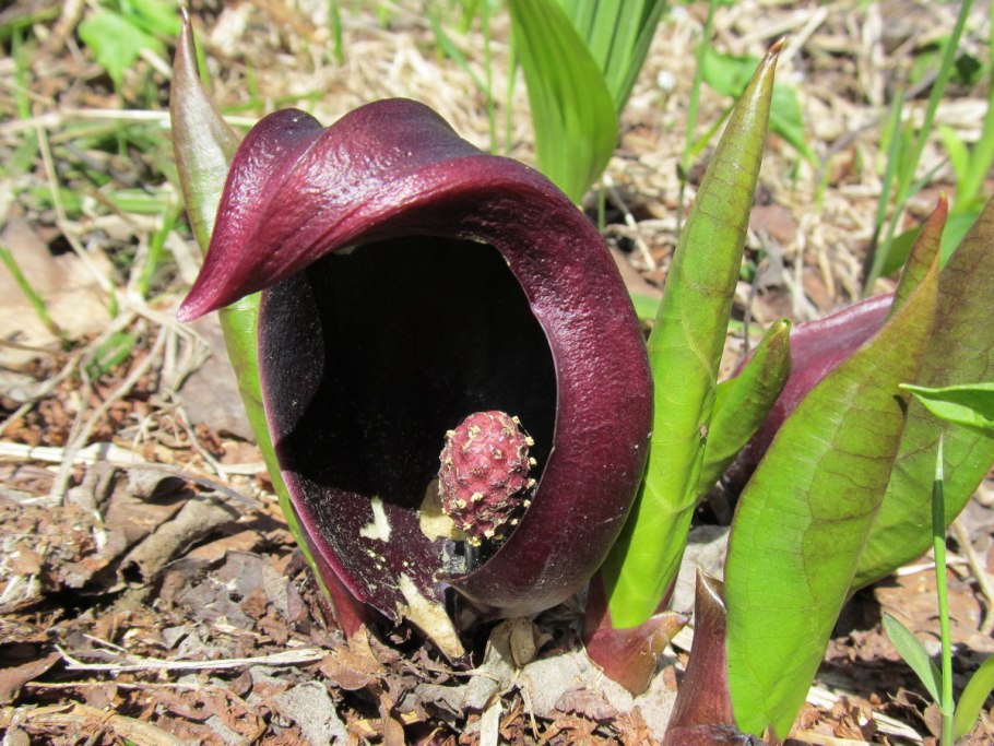 Арум (Аронник) пятнистый