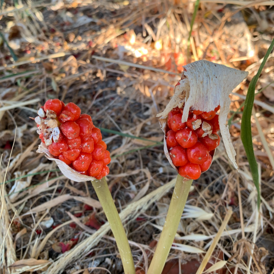 Аронник пятнистый растение