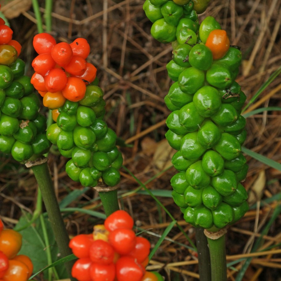 Аронник (arum, dracunculus)