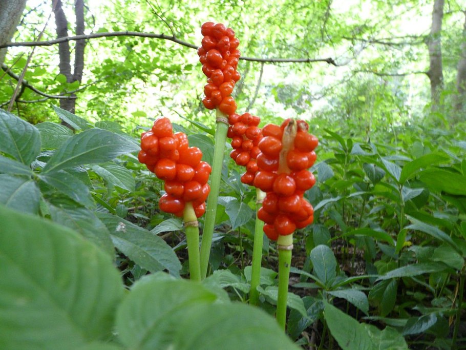 Аронник (Арум)