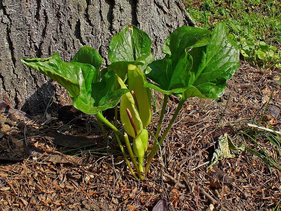 Арум (Аронник) пятнистый