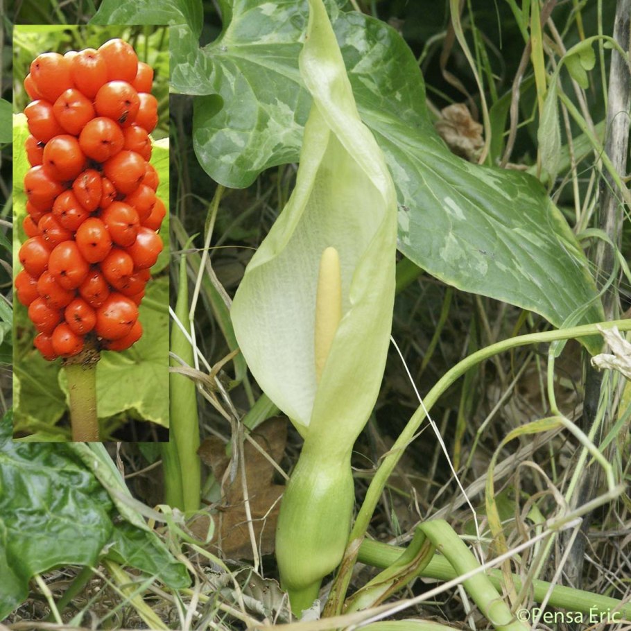 Arum maculatum Аронник пятнистый