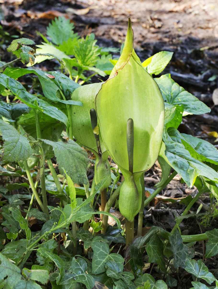 Аронник maculatum
