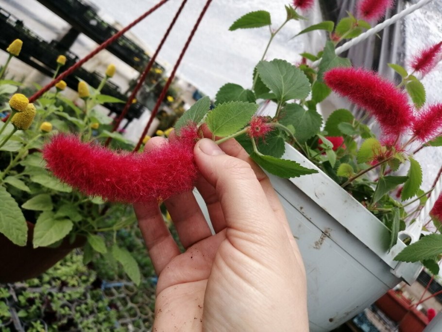 Сетария щетинник