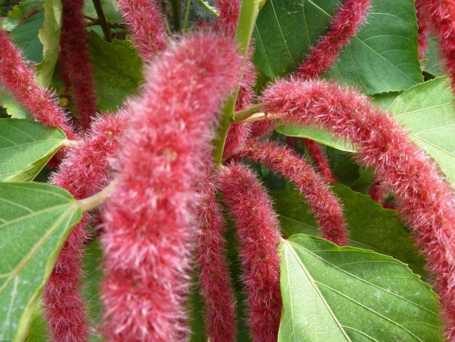 Акалифа Лисий хвост