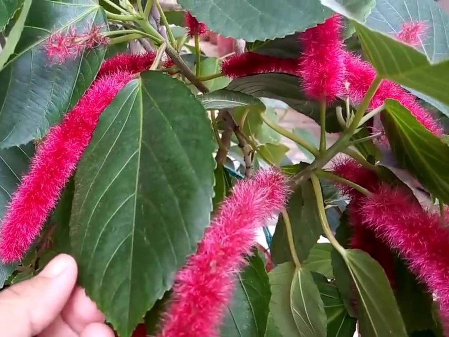 Акалифа вигинси