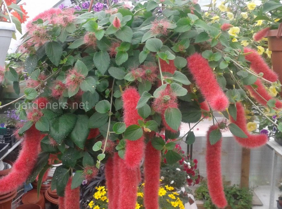 Акалифа цветок