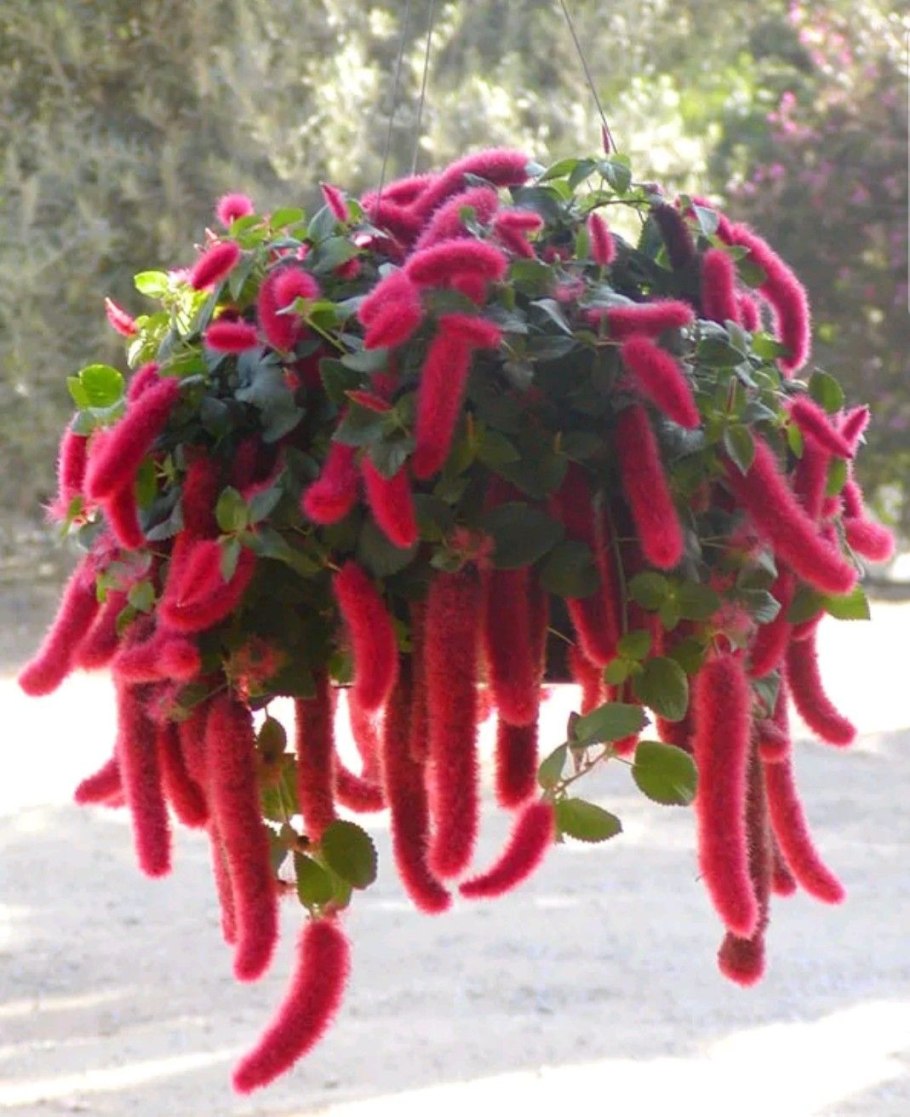 Эремурус Бунге