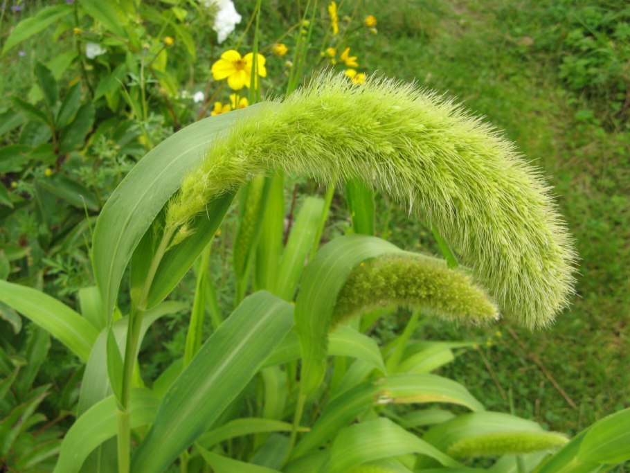 Акалифа Лисохвост