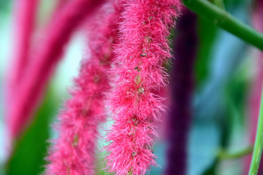 Щетинник Лисий хвост