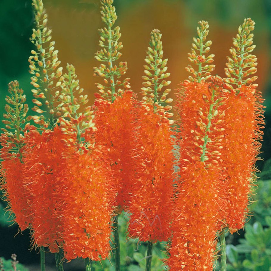 Эремурус клеопатра