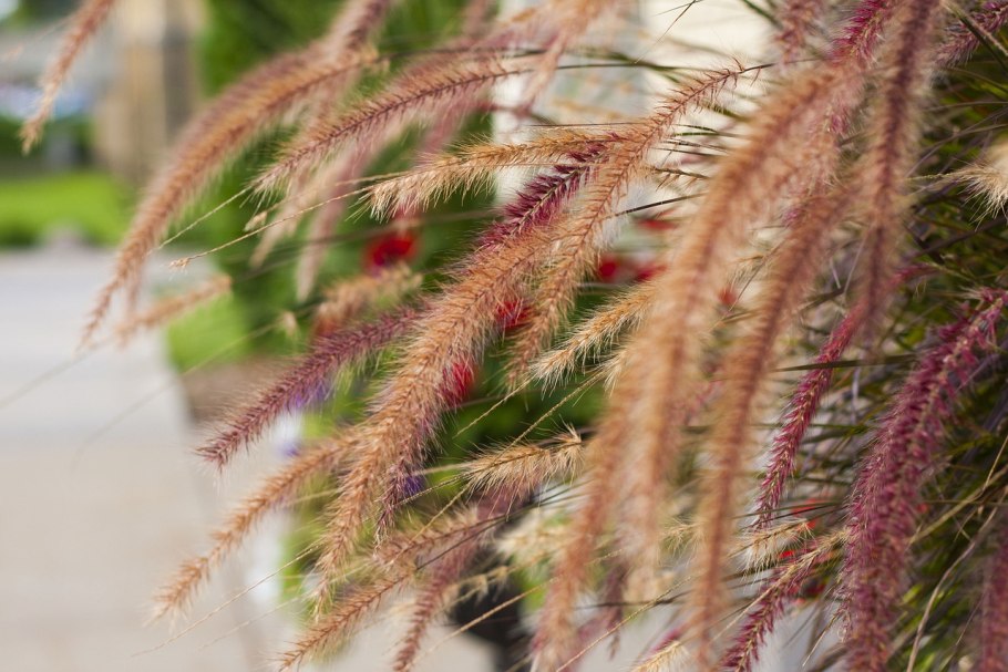 Акалифа Лисий хвост