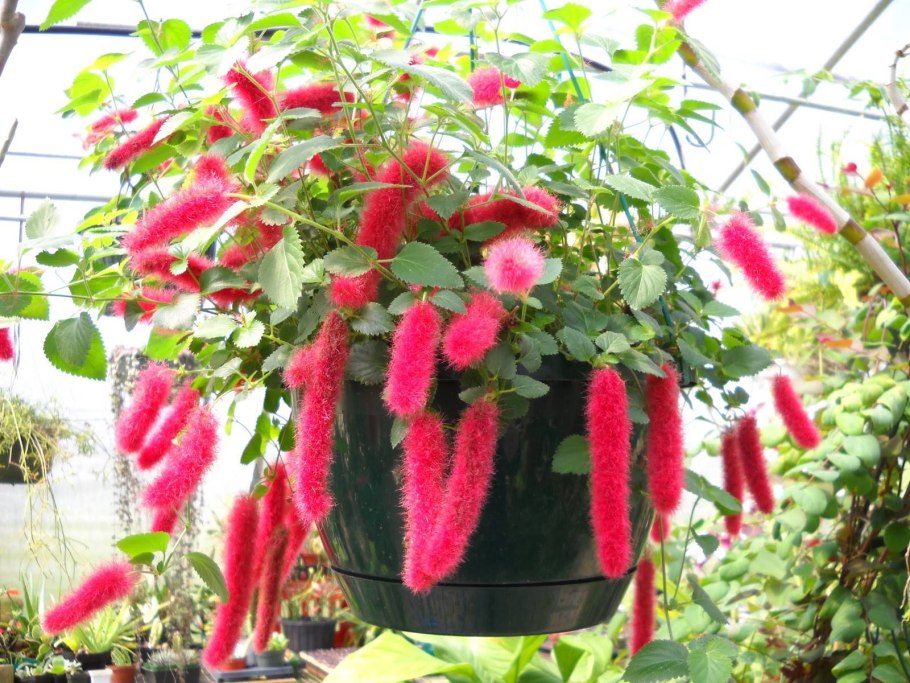 Акалифа Лисий хвост