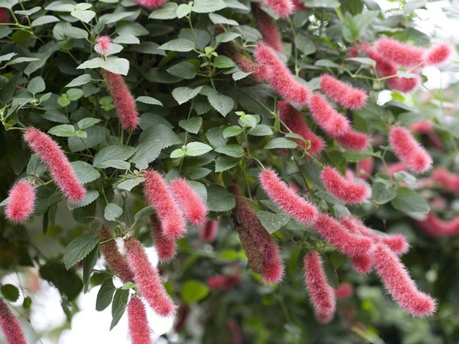 Акалифа вигинси