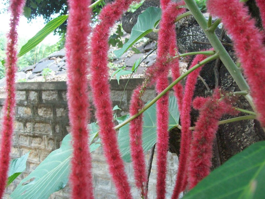 Акалифа Лисохвост