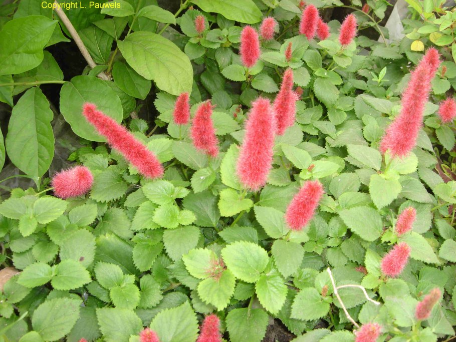 Акалифа щетинисто-волосистая