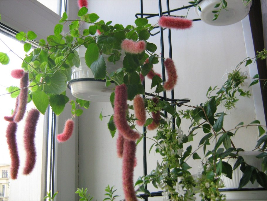 Лисий хвост цветок