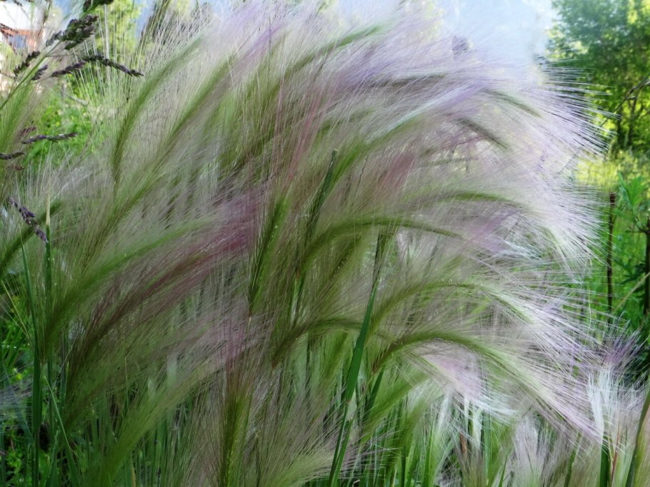 Акалифа Лисий хвост