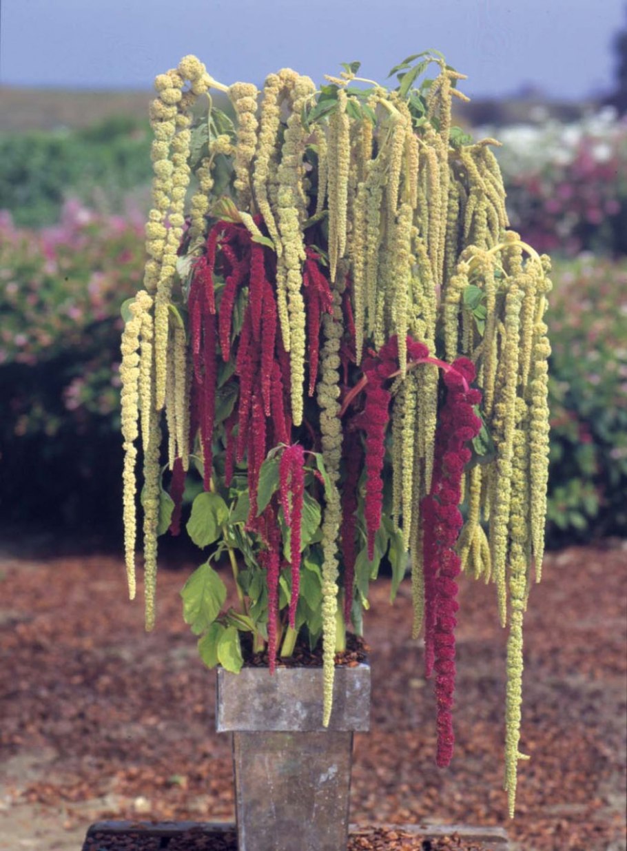 Эремурус Cleopatra