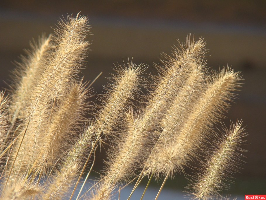 Pennisetum alopecuroides