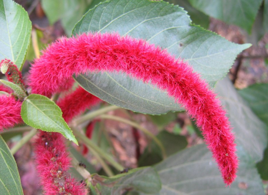 Щетинник Лисий хвост