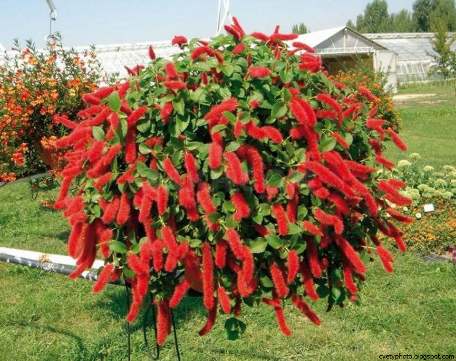 Акалифа Лисохвост