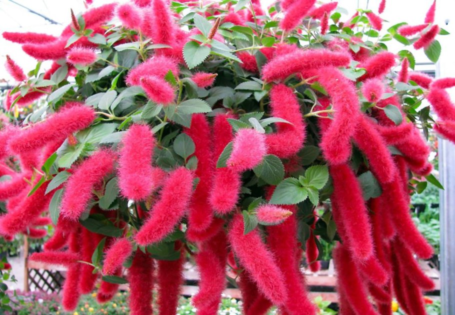 Акалифа лисий хвост