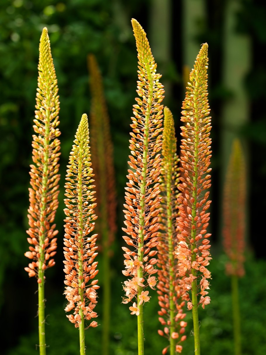 Эремурус ширяш Шелфорд