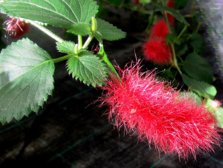 Акалифа растение