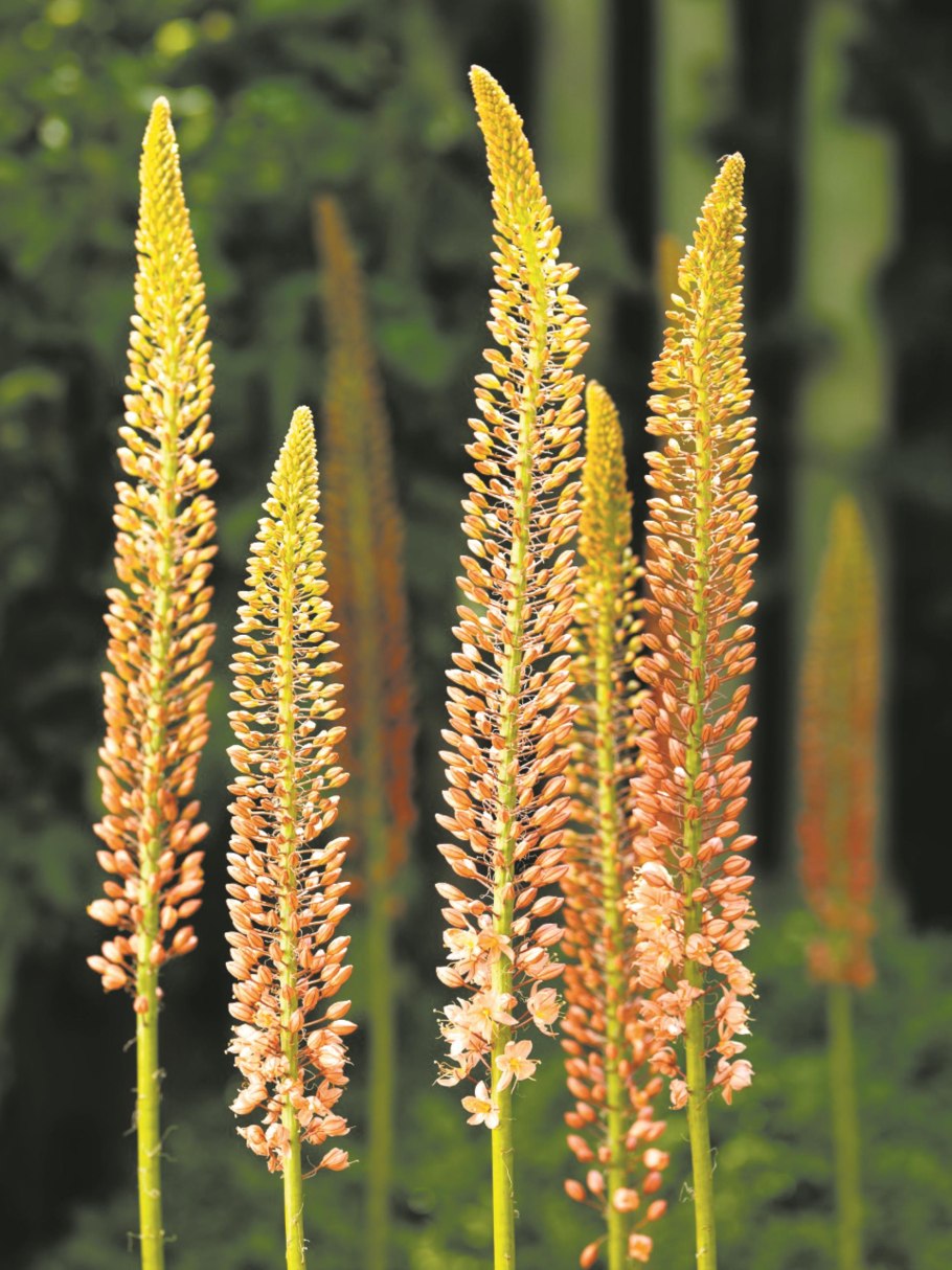 Эремурус гибридный клеопатра