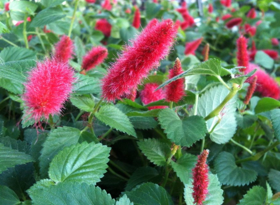 Акалифа щетинистоволосистая