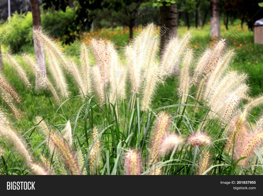 Пеннисетум little bunny