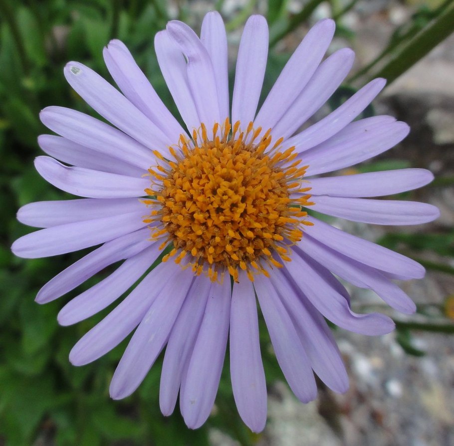 Астровые (Asteraceae)