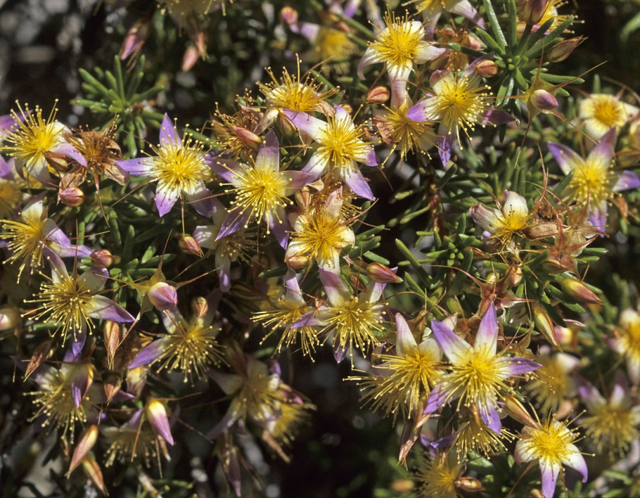 Calytrix duplistipulata