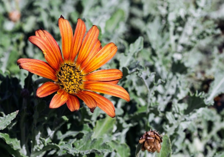 Сентябринки Астровые