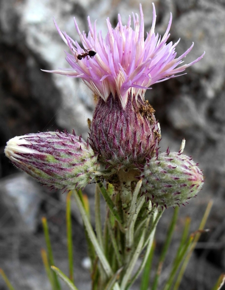 Симфиотрихум растение