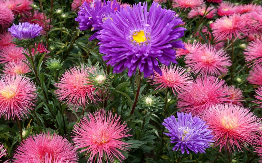 Бодяк (Астровые)