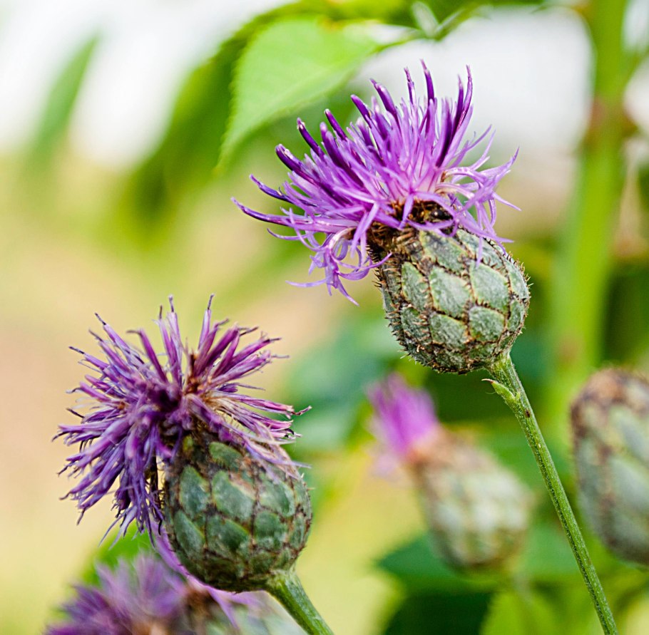 Бодяк василек луговой