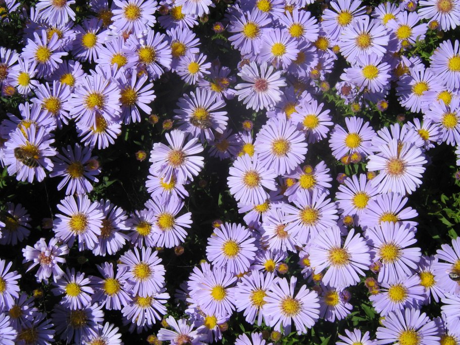Астра итальянская (Aster amellus)