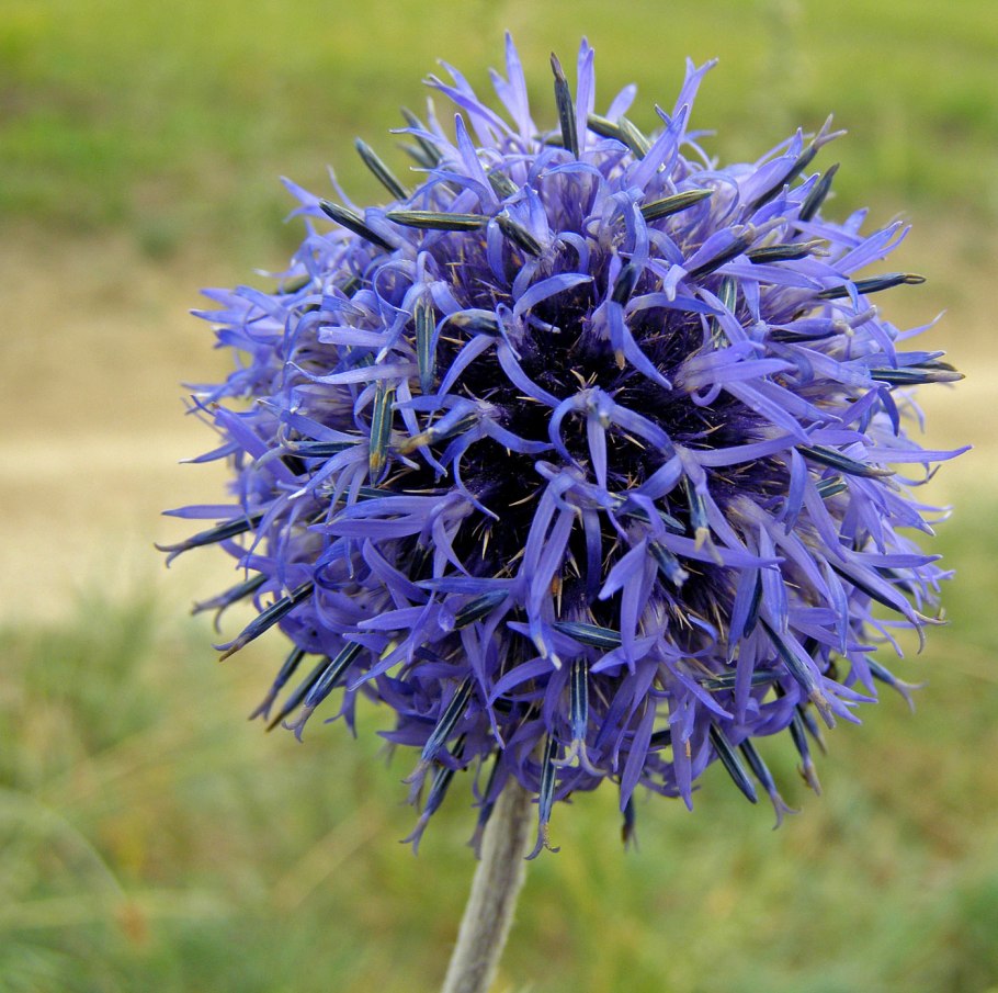 Heteropappus canescens