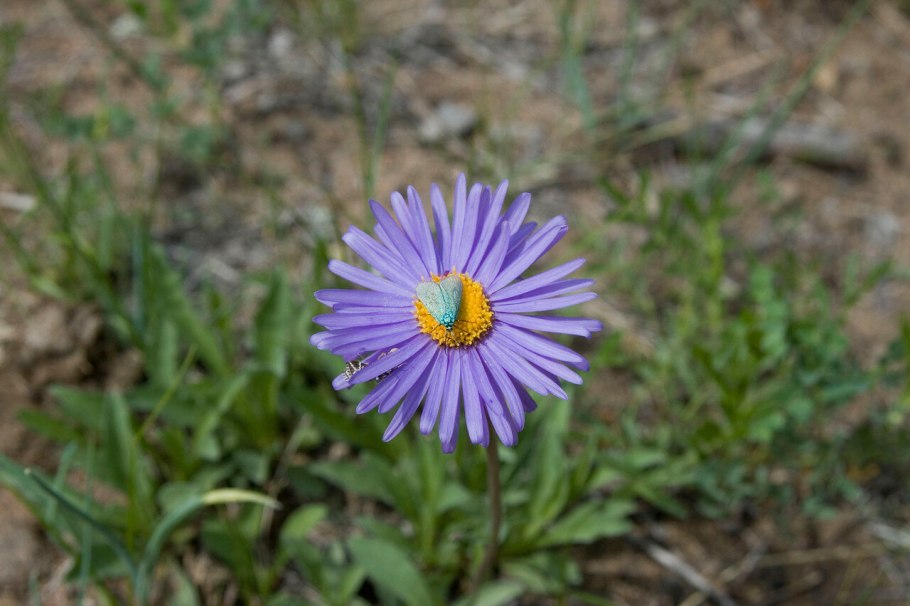 Астра Альпийская Денежкин камень