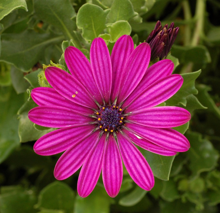 Арктотис великолепный