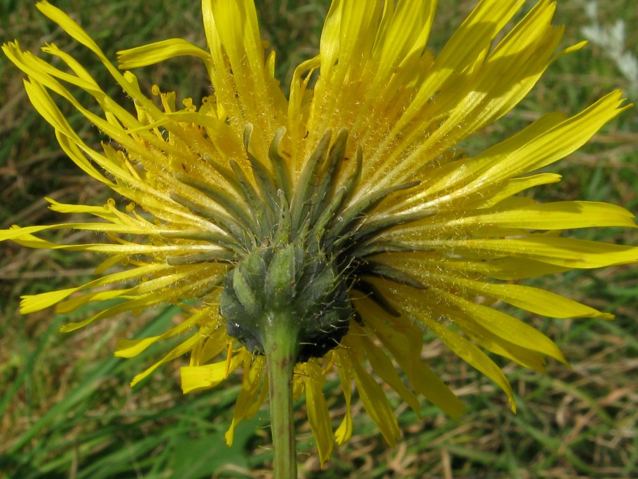 Астра Маака многолетняя