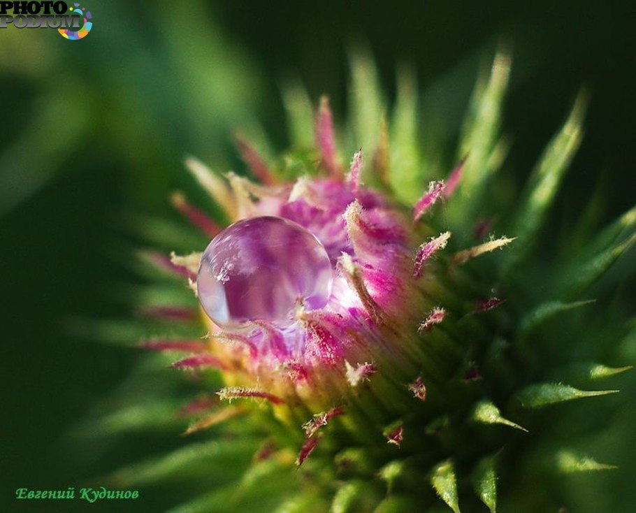 Цветок остеоспермум оранжевый