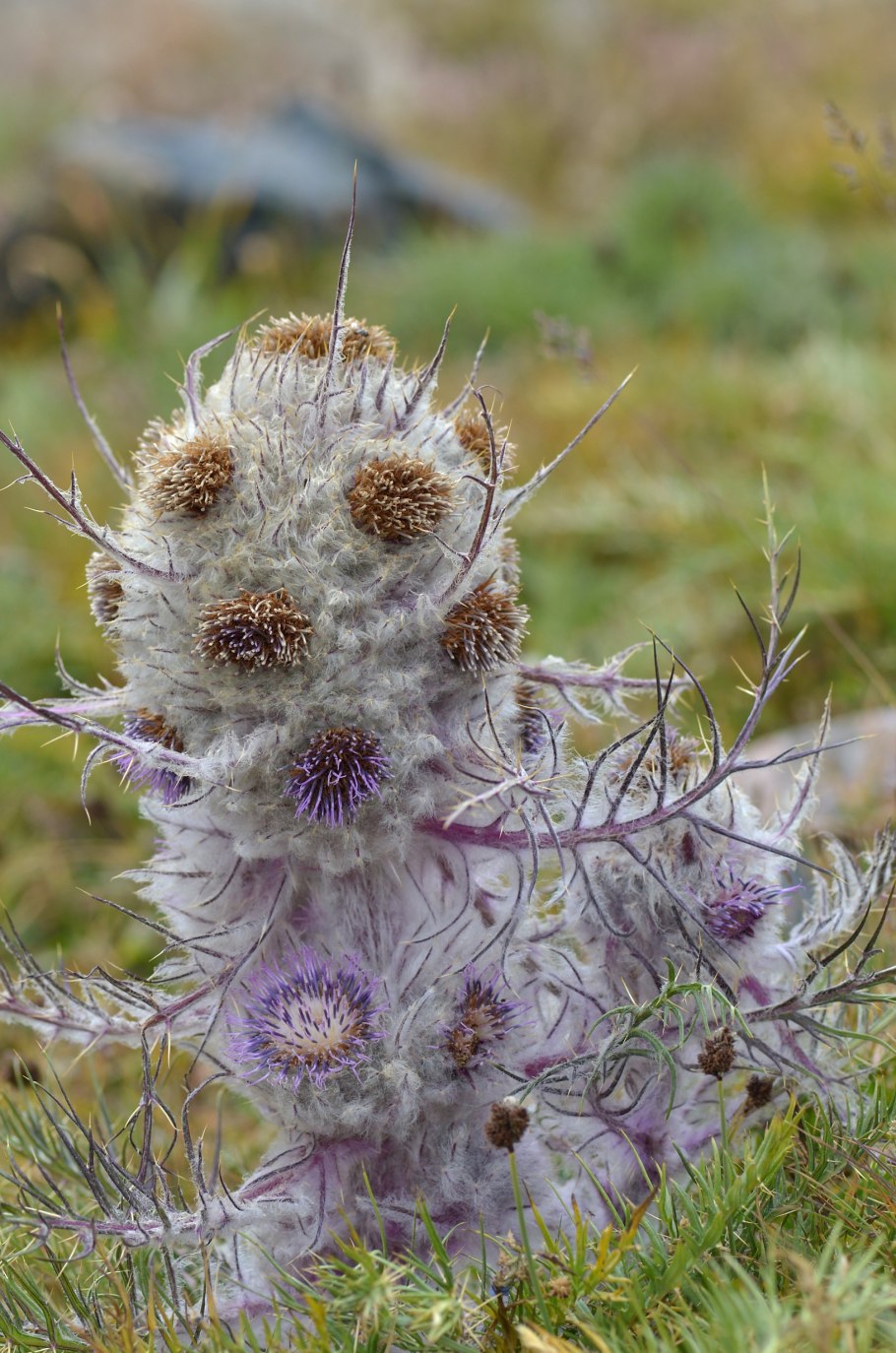 Астровые (Asteraceae)