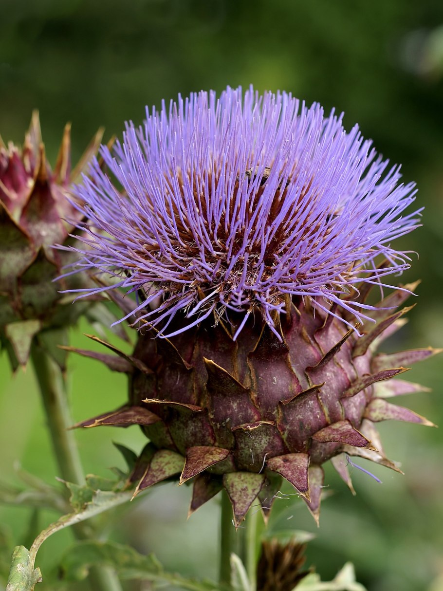 Echinops latifolius